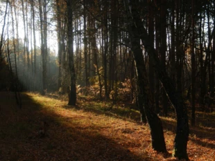 Las w Chwałowicach. Fot. Łukasz Smaga