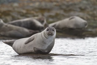 Foka pospolita na Spitsbergenie – jeden z nowoprzybyłych gatunków z południa (ale to repatriant). Fot. Kajetan Deja, IOPAN