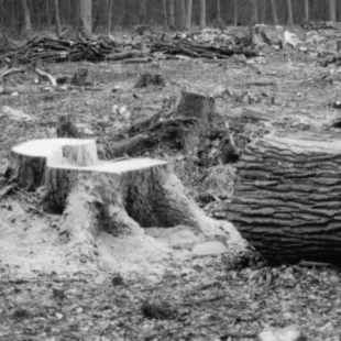 Puszcza Białowieska. Fot. Janusz Korbel