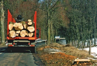 
Po złagodzeniu przepisów w 2004 r. zaczęto masowo wycinać przydrożne drzewa i wiele z nich wywozić do... tartaków (okolice Giżycka 2005 r.). Fot. Krzysztof A. Worobiec
