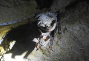 Nocki duże Myotis myotis. Fot. Łukasz Misiuna
