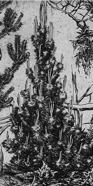 Lucas Cranach Maior – wycinek miedziorytu Pokuta św. Jana Chryzostoma (1509). Źródło: alamy.de