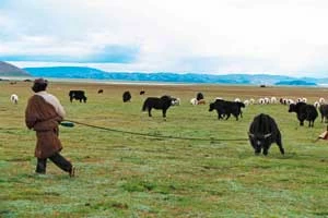 
Wypas jaków. Okolice świętego jeziora Namtso zamieszkiwane przez tybetańskich pasterzy. Zachodni Tybet. 2004 r. Fot. Marcin Gajek
