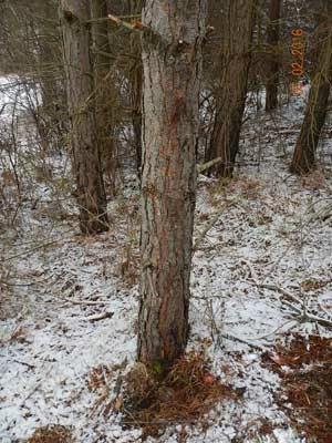 
Na tym drzewie oskórowano wilka. Fot. z archiwum Pracowni
