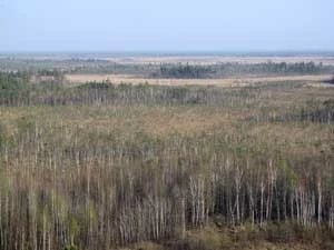 IBA Bagna Olmańskie, ostoja o powierzchni prawie 100 tys. ha jest jednym z najważniejszych miejsc bytowania orlika grubodziobego w Białorusi w w całej Europie, gniazduje tu także ok. 20% białoruskiej populacji puszczyka mszarnego. Fot. Krzysztof Wojciechowski