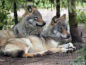 Wilki w Stacji Doświadczalnej Katedry Zoologii AR Poznań w Stobnicy. Fot. Monty Sloan
