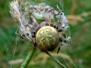 Fot. Krzysztof Wojciechowski