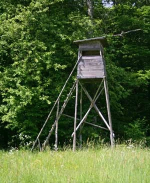 Ambona w oddziale 281, 50 m od granicy BPN. Fot. Joanna Śladowska