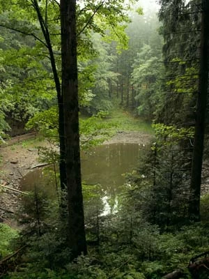 Babiogórski Park Narodowy. Fot. Krzysztof Wojciechowski