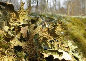 Lobaria pulmonaria. Fot. Adam Bohdan