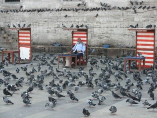 
Gołębie żerujące na resztkach pokarmu w Istambule. Fot. Tomasz Jagiełło

