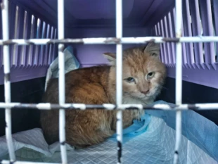 Ryży – kocur z Łucka