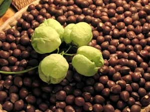 Kłokoczka południowa (Staphylea pinnata) – mieszki grają (kłokoczą) na wietrze, z nasion wytłaczało się olej i robiło piękne, tradycyjne koronki (różańce), święty krzew Słowian i Germanów. Fot. Bogdan Kiwak/Marek Styczyński