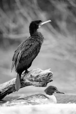 
Kormoran i nurogęś. Fot. Artur Tabor
