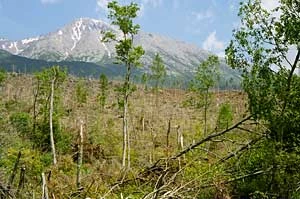 Słowackie Tatry po huraganie. Fot. Radosław Ślusarczyk