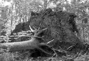 Wykrot w Puszczy Białowieskiej. Fot. Adam Będkowski