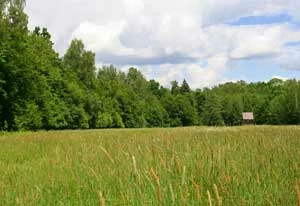 Granica między Lasami Państwowymi, a Białowieskim PN. Fot. Joanna Śladowska