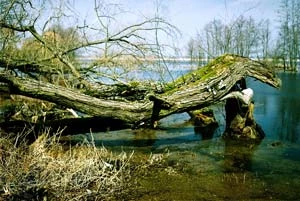 Biebrzański Park Narodowy. Fot. Ryszard Kulik