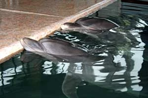 
Delfiny zmuszone są do przebywania w ciasnych i płytkich basenach. Fot. Katarina Polańska
