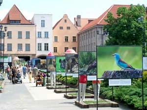Wystawa „Zwierzpospolita” w Toruniu. Fot. Radosław Sawicki