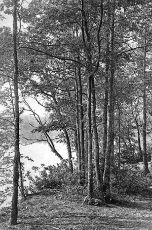 
Staw Walden z chaty Thoreau, Concord, Massachusetts, USA. Fot. Herbert Gleason. Dzięki uprzejmości the Walden Woods Project Collection z the Thoreau Institute przy Walden Woods
