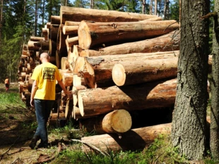 Ryszard Kulik i część Puszczy, którą leśnicy wywożą na deski, maj 2017 r. Fot. Radosław Ślusarczyk