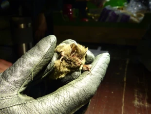 Mopek zachodni Barbastella barbastellus, odłowiony na Łyścu w lipcu 2019 r. Fot. Łukasz Misiuna