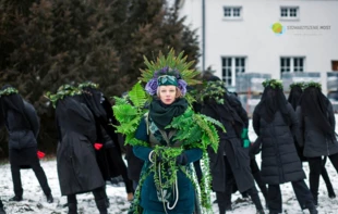 
Matka Natura przed ścięciem, Łysiec. Fot. Małgorzata Kowal
