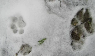 
Tropy rysia i wilka podczas tropienia. Fot. Katarzyna Kozyra-Zyskowska
