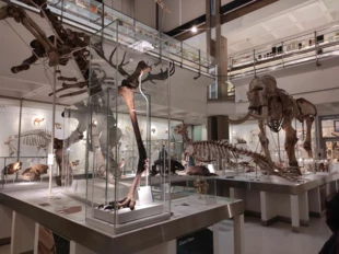 Główna sala Muzeum Zoologii Uniwersytetu w Cambridge zawierająca szkielety wielu wymarłych gatunków. Fot. Kacper Foremnik