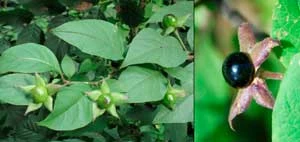 Pokrzyk (Atropa belladonna) kwiaty, liście i czarne owoce. Fot. Bogdan Kiwak / Marek Styczyński