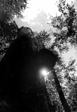 
Bieszczadzki las bukowy. Fot. Jan Darecki
