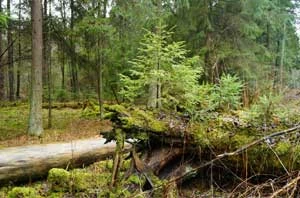 
Zgodnie z wynikami badań martwe świerki odgrywają bardzo ważną rolę w naturalnym odnawianiu się świerka. Rozkładające się drewno stanowi optymalne podłoże dla młodych drzewek. Fot. Krzysztof Parzych
