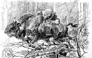 
Rysunek z albumu Karcowa, który niewątpliwie przyczynił się do przekonania o niedźwiedziach polujących na żubry.
