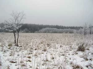 Tofowiska nad Rospudą w miejscu planowanej drogi. Fot. Adam Bohdan