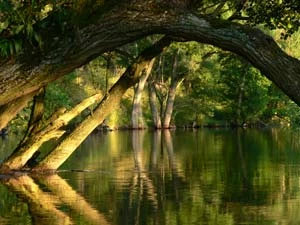 Park Narodowy Borów Tucholskich. Fot. Ryszard Kulik