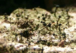 
Calicium viride rośnie w spękaniach kory dębu. Fot. Marta Popławska
