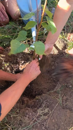 Lipa sercolistna – Joanna. Posadzona przez społeczność Osady podczas ceremonii upamiętniającej Joannę Macy. Jej duch oraz praktyki są obecne w Osadzie.Earth. Fot. Emilia Ślimko