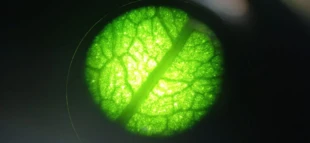 Fragment liścia widziany pod mikroskopem (obiektyw 10). Fot. Dawid Stanosz