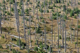 Naturalne odnowienia świerka w PN Bawarski Las. Fot. Gregor Wolf, Nationalpark Bayerischer Wald