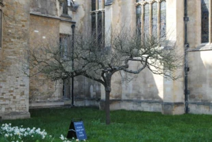 Jeden z klonów jabłoni, która zainspirowała Izaaka Newtona (absolwenta Cambridge) do sformułowania prawa powszechnego ciążenia. Fot. Kacper Foremnik