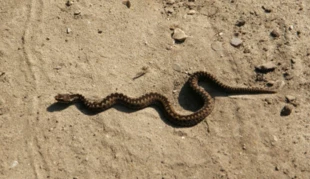 Żmija. Lasy Koneckie. Wszystkie fotografie: Bartosz Świątek