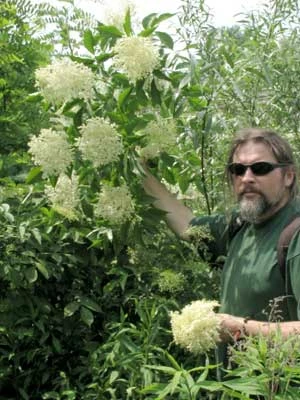 Marek Styczyński i białe kwiaty czarnego bzu (Sambucus nigra), okolice Starego Sącza. Fot. Bogdan Kiwak