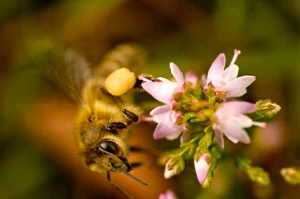 
Pszczoła zbiera pyłek z kwiatów wrzosu. Wrzos (Calluna vulgaris) to roślina miododajna wabiąca wiele gatunków owadów. Fot. Klara Keler
