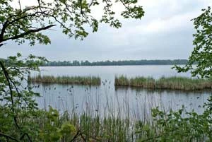 Największy staw Salm Duży, rezerwat „Łężczok”. Fot. Irena Kania-Surowiec
