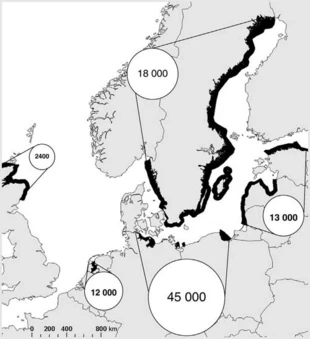Liczba przyławianych ptaków nurkujących w rejonie Bałtyku i Morza Północnego. Źródło: R. Žydelis et al. 2009.