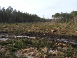 Zrąb zupełny w obszarze Natura 2000 w Puszczy Świętokrzyskiej. Fot. Augustyn Mikos
