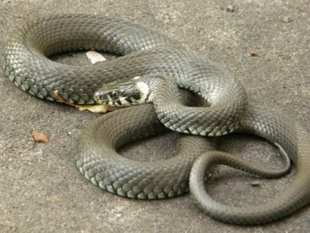 Zaskroniec zwyczajny. Góry Świętokrzyskie pod Górą Patrol