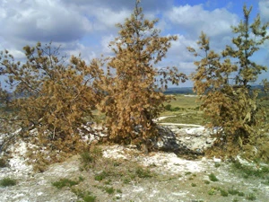 
Spalone sosny po pożarze w zapowiedniku Kredowa Flora. Fot. Siergiej Limanski
