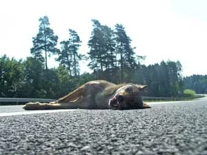 Wilki stosunkowo często giną na drogach z niewłaściwie zaprojektowanymi ogrodzeniami ochronnymi – droga krajowa nr 16, odcinek: Barczewo-Biskupiec. W przypadku rzadkich i chronionych gatunków śmiertelność na drogach posiada często istotny wpływ na trwałość lokalnych populacji. Fot. Radosław Sawicki